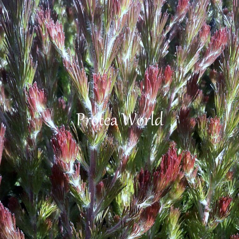 ADENANTHOS Bronze Glow