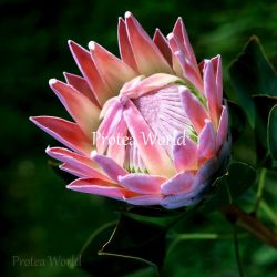 Cynaroides (King)