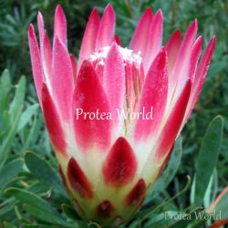 Red Repens