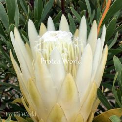 White Repens