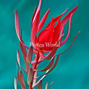 Leucadendron Red Devil