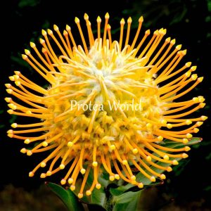 Leucospermum Moonlight