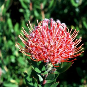 Leucospermum Scarlet Ribbon