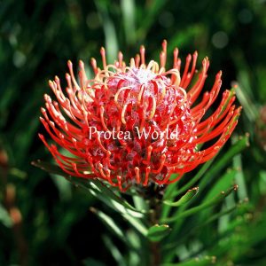 LEUCOSPERMUM Tango