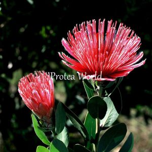 PROTEA Lacticolor