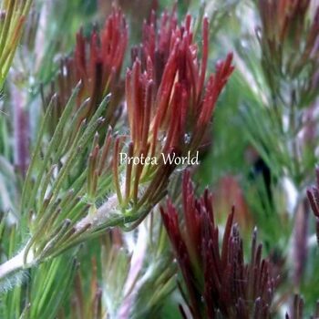 Adenanthos Bronze Glow