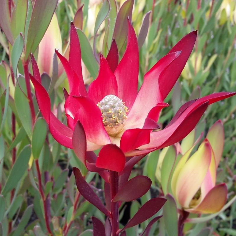 Protea Plants Buy Online Delivered to your Door Australia