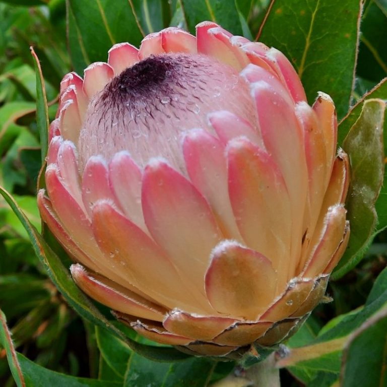 Protea Plants Buy Online Delivered to your Door Australia