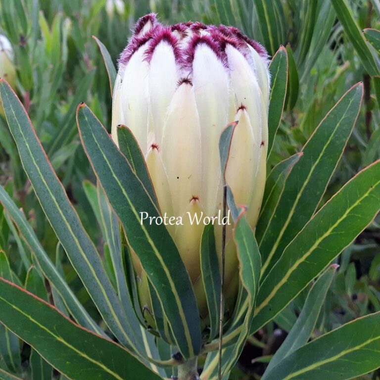 PROTEA Limelight - ProteaPlantsOnline.com.au