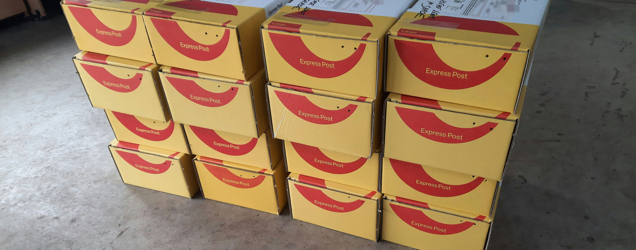 Protea Plants Online Buy Protea Flowering Plants Online