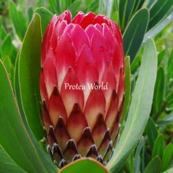 PROTEA Obtusifolia